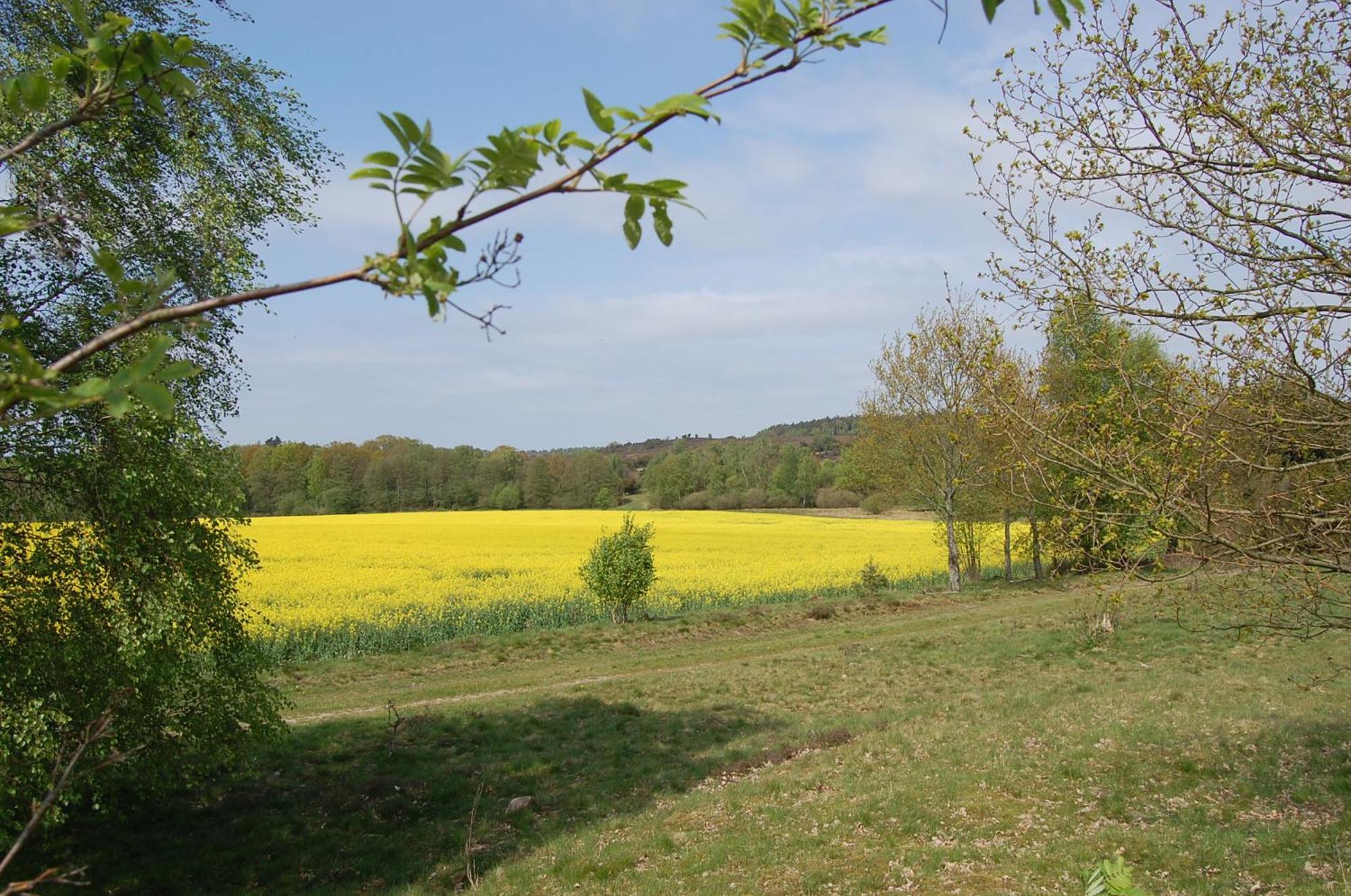 Bed and Breakfast Haus Heidetal Bispingen Zewnętrze zdjęcie