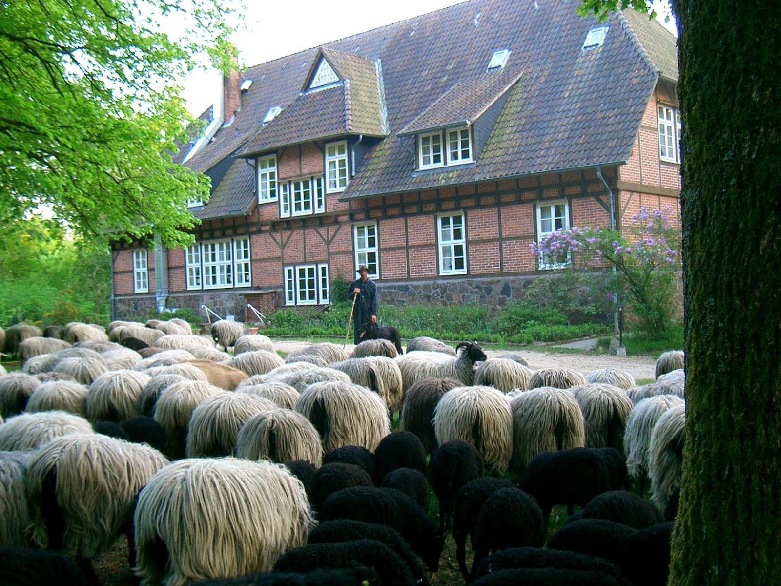Bed and Breakfast Haus Heidetal Bispingen Zewnętrze zdjęcie