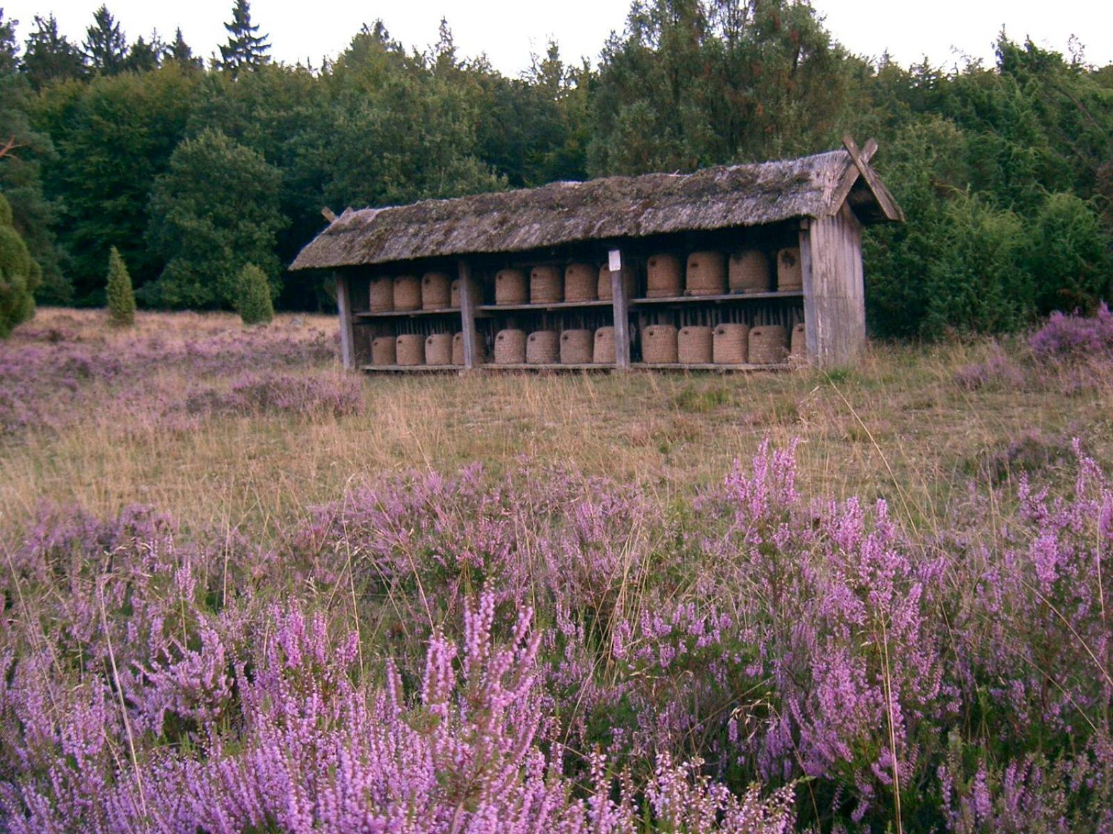 Bed and Breakfast Haus Heidetal Bispingen Zewnętrze zdjęcie